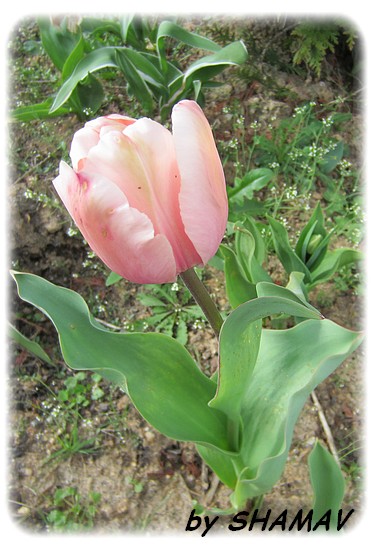 tulipe1